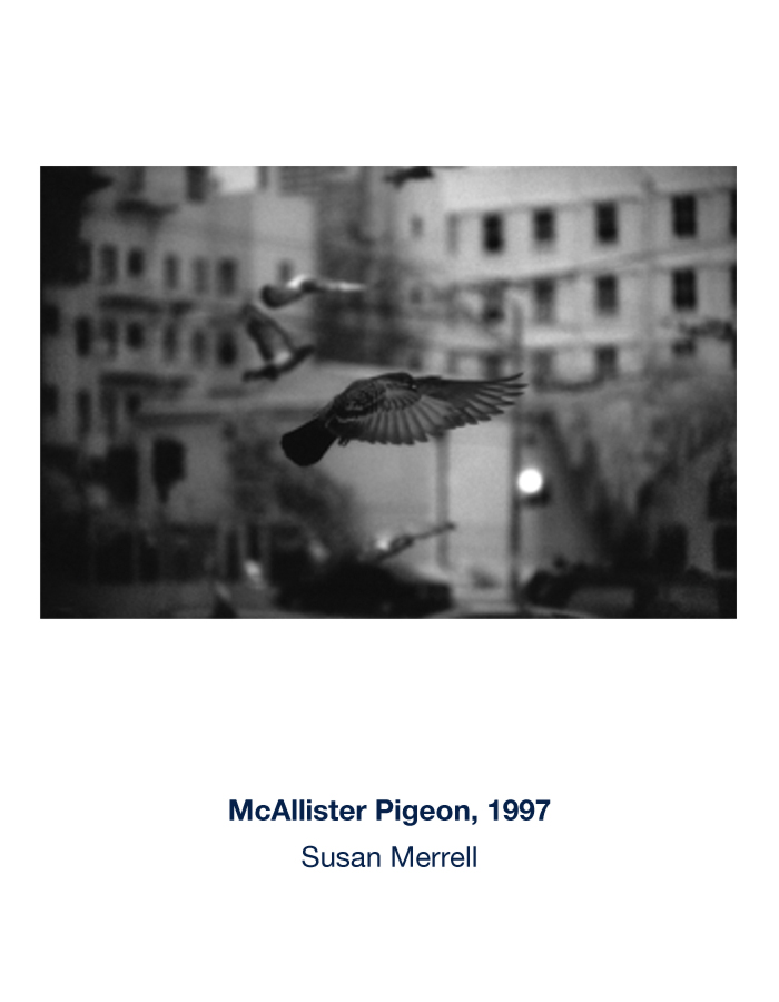 McAllister Pigeon